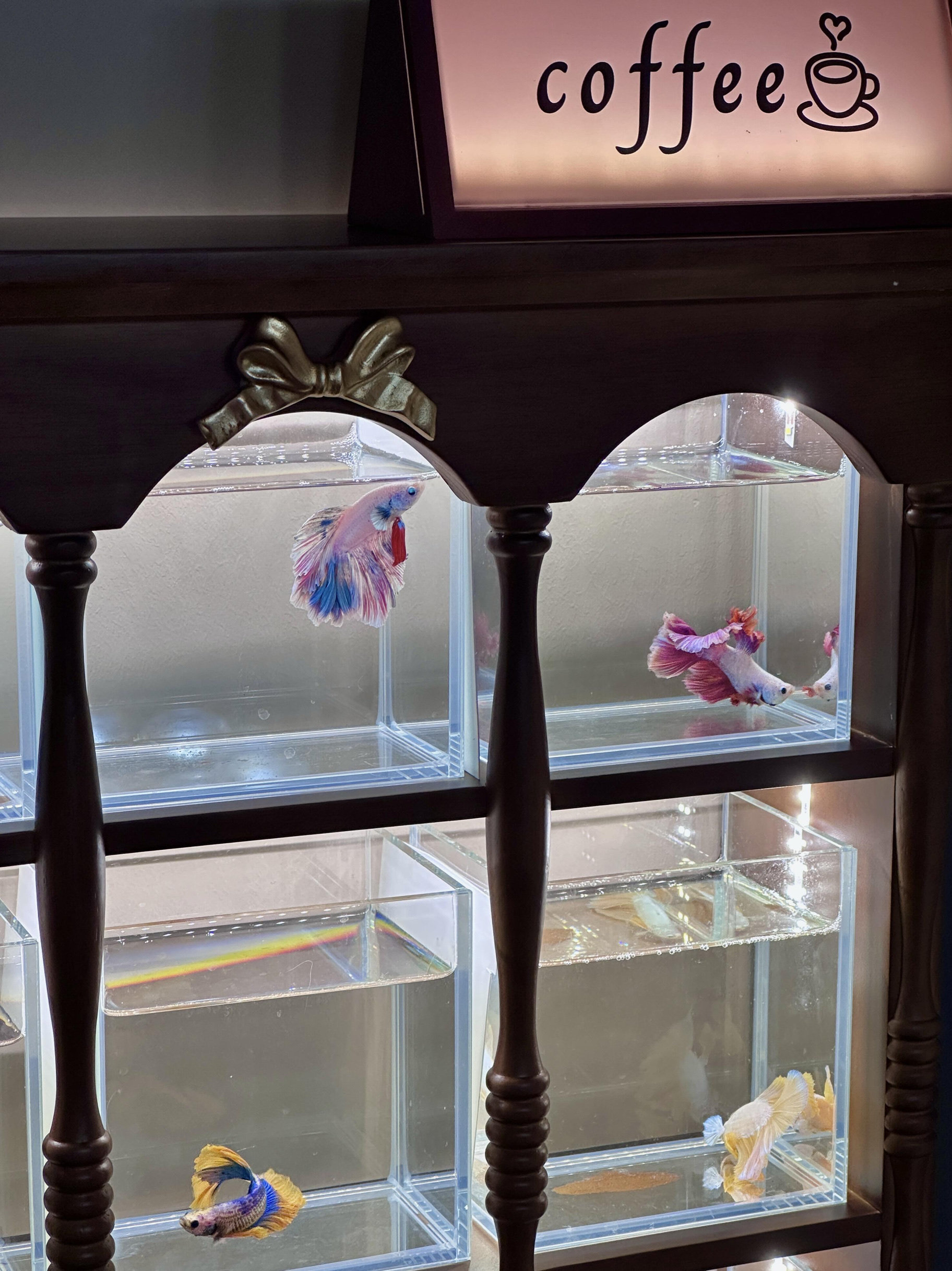 鱼缸造景生态缸小型桌面缸造景缸水族箱造景缸水族箱造景缸水族箱,淘宝优惠券,粉丝福利购,淘宝优惠卷