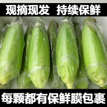 Guangxi white glutinous corn 10 catties now off fresh when season white glutinous rice balls Grain Corn Vegetables Whole Boxes