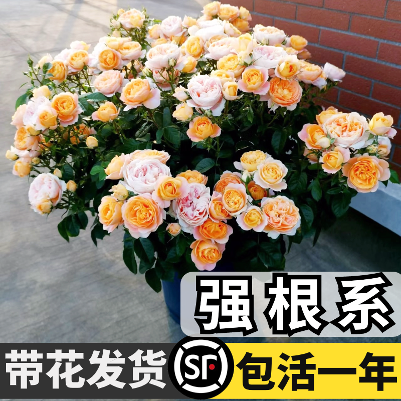 果汁阳台月季盆栽花苗四季开花卉鲜花绿植室内玫瑰花易活阳台蔷薇