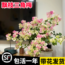 Triangle Plum Potted Plant With Flowers Shipping Red Green Cherry large Miao Floating Branches Styling Indoor Balcony Living Room Flowers cold and old piles