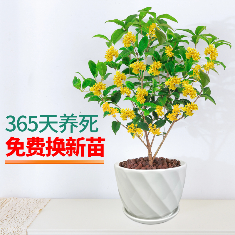 四季桂花盆栽树苗带花苞室内客厅阳台庭院花卉植物浓香耐寒带花苞 - 图2