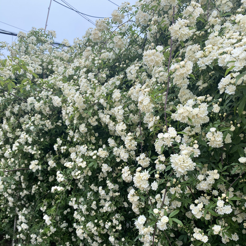 白木香黄木香红木香庭院攀缘爬藤植物花卉七里香十里香蔷薇花苗-图3