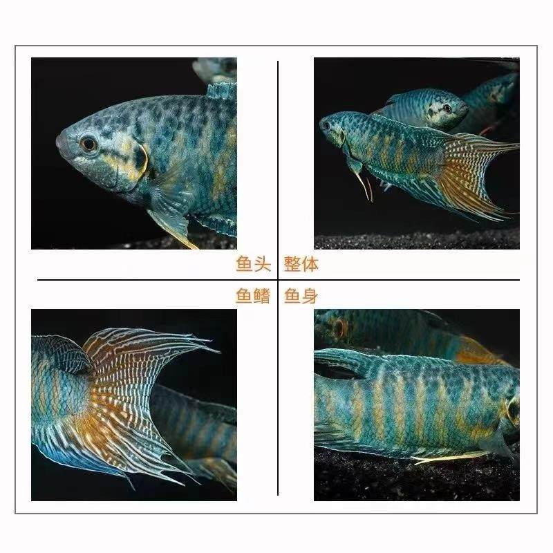 中国斗鱼改良蓝叉普叉小型冷水观赏鱼淡水耐活免打氧小型热带鱼苗,淘宝优惠券,粉丝福利购,淘宝优惠卷