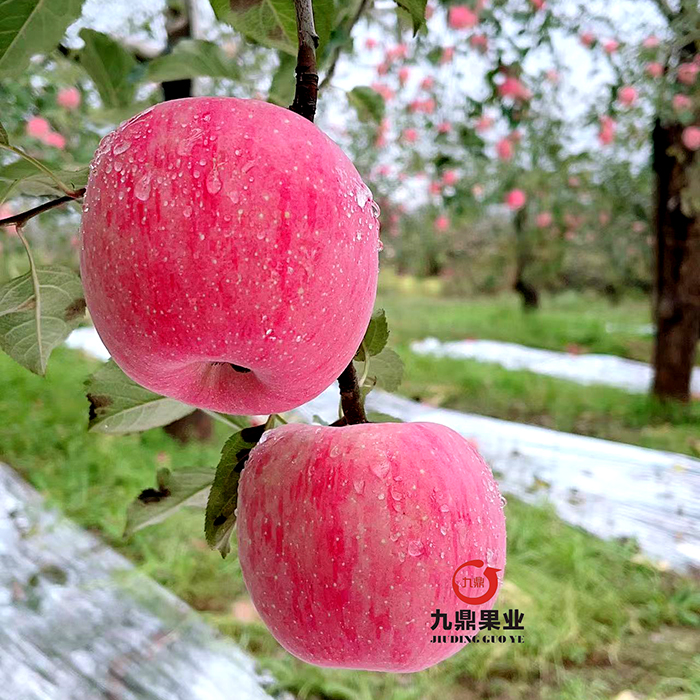 鼎香果【顺丰包邮】陕西洛川红富士苹果新鲜水果脆甜多汁12/18颗 - 图1