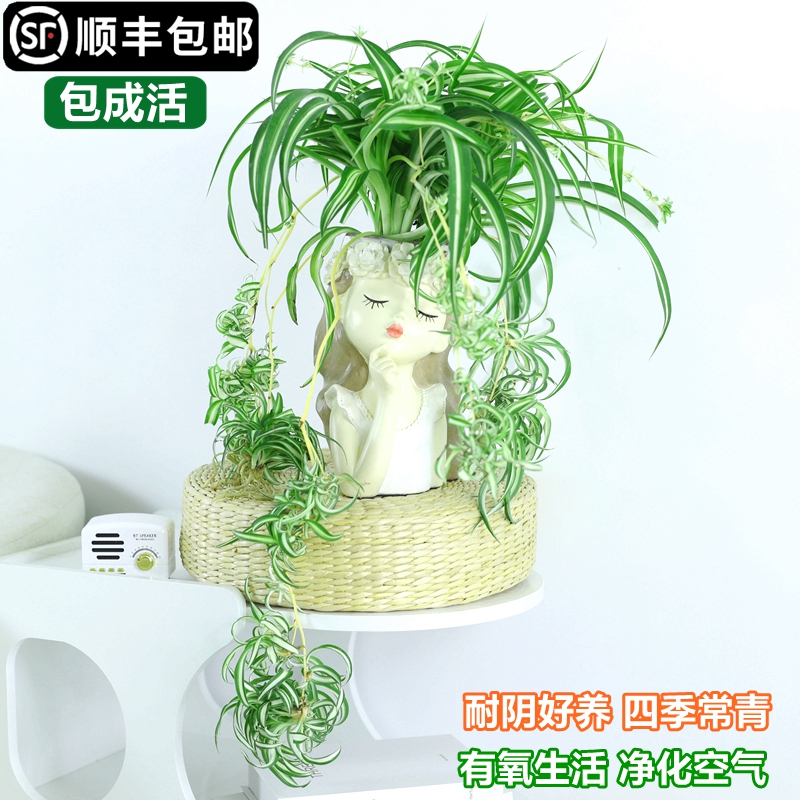 卷叶吊兰室内植物金边吊兰卷发盆栽垂吊花卉植物室内花好养绿植-图3