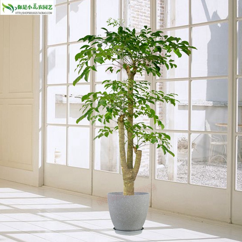 客厅大型植物幸福树室内绿植盆栽大颗绿宝办公室四季好养净化空气,淘宝优惠券,粉丝福利购,淘宝优惠卷