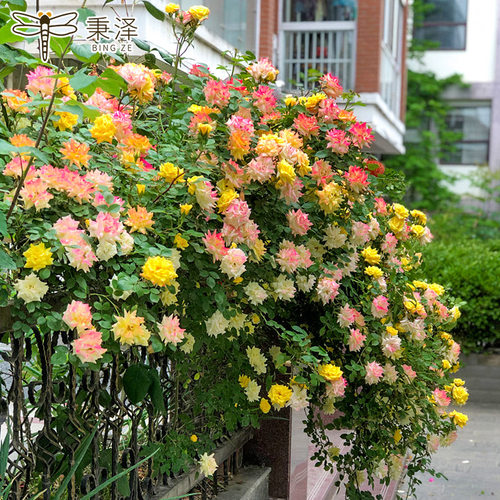 蔷薇花苗爬藤四季好养植物滕彩虹藤本月季花盆栽室外阳台花卉绿植 - 图3