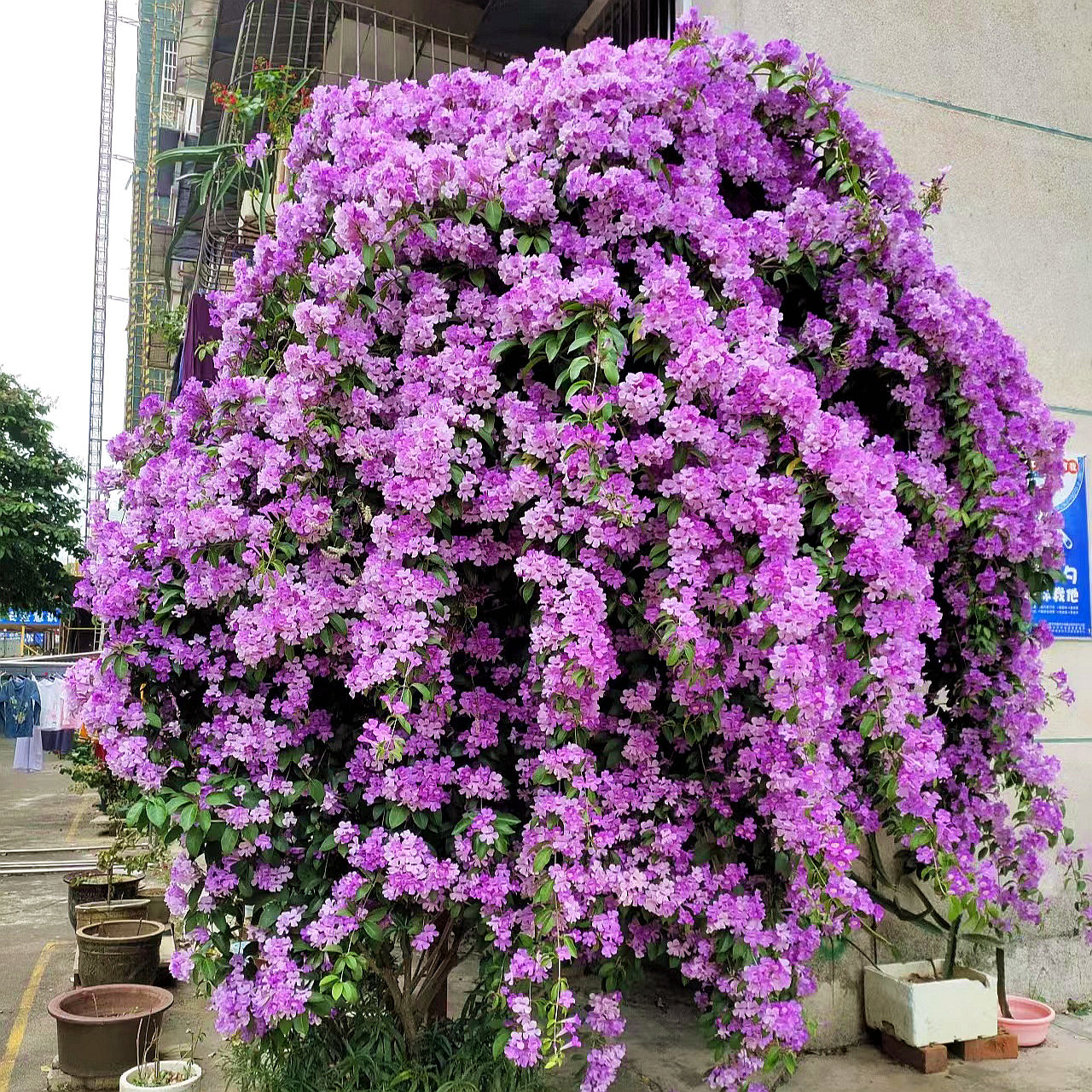 蒜香藤花苗紫铃藤花带花苞爬藤植物庭院阳台耐寒四季开花卉盆栽 - 图3