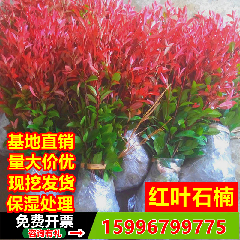 红叶石楠树苗四季常青庭院绿植绿化苗木植物冬青绿篱笆苗花园景观-图1