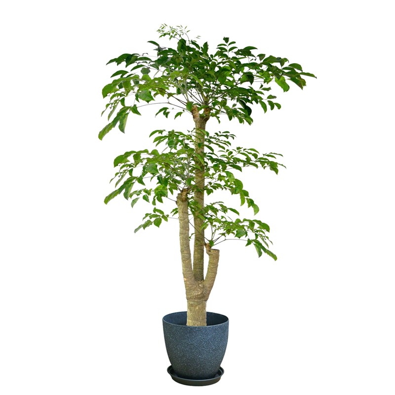 客厅大型植物幸福树室内绿植盆栽大颗绿宝办公室四季好养净化空气,淘宝优惠券,粉丝福利购,淘宝优惠卷