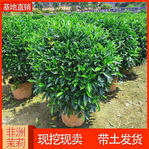 非洲茉莉盆栽绿植室内大型办公室植物客厅落地式禄植好养易活真花