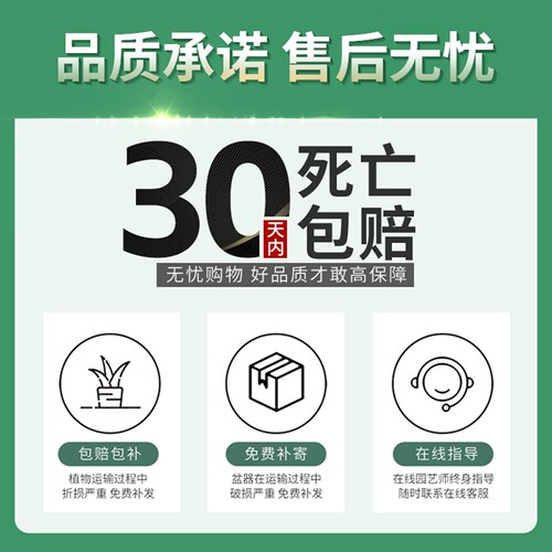 石斛兰盆栽带花苞苔藓球水培植物室内好养花卉绿植四季耐寒兰花 - 图2