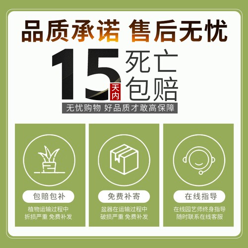 沙漠玫瑰盆栽水培植物重瓣带花苞老桩花卉绿植室内办公室好养鲜花 - 图3