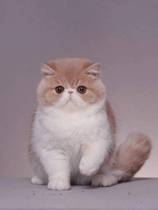 Gaffi Cat Exotic Cub Racing Class Double Pedigi Pure White Persian Cat Red Tiger Spotted Juvenile Cat Living Pet Cat House