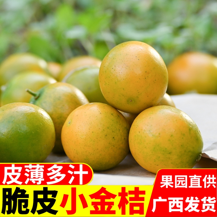 【香菇来了】桂林脆皮金桔果园直发现摘现发纯甜冰糖心小金桔3斤