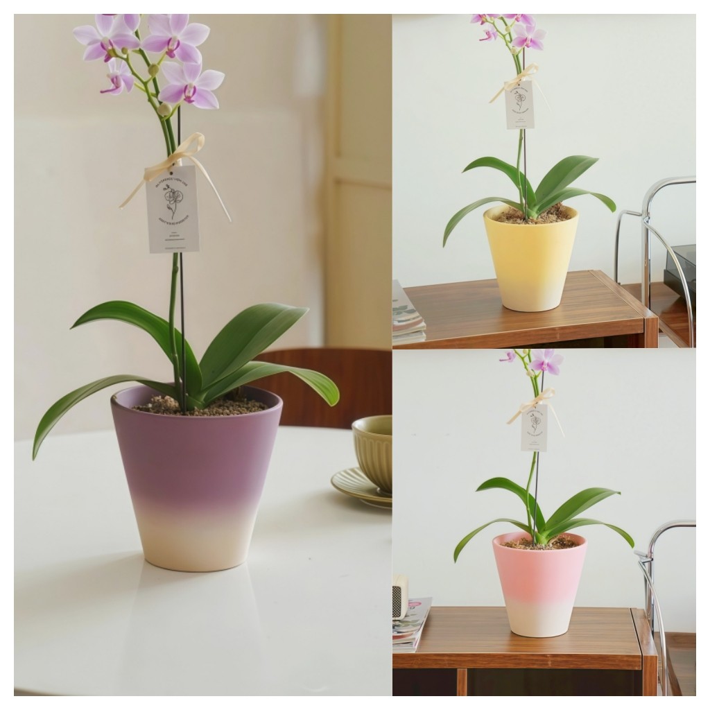 简约花盆渐变色客厅桌面绿植陶土蝴蝶兰绿植盆栽透气大口径送托盘,淘宝优惠券,粉丝福利购,淘宝优惠卷