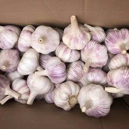 农家新干蒜5斤干大蒜河南农家紫白皮200g起新鲜蔬菜大蒜种子 - 图1
