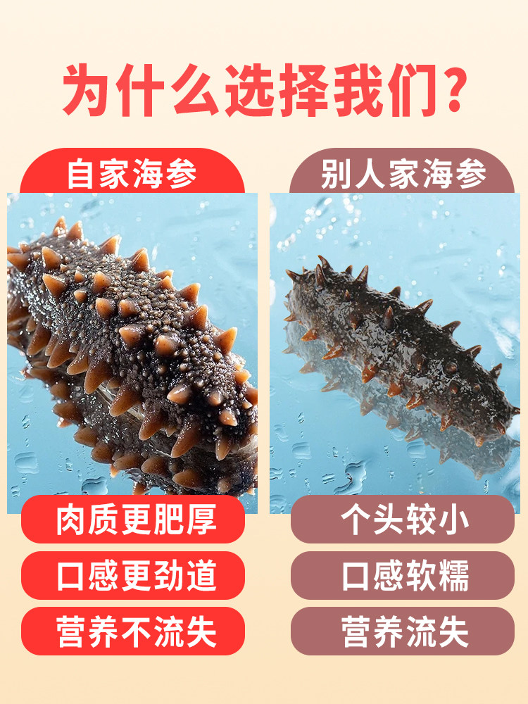 即食海参大连海域辽参海生刺顺丰包邮参鲜活孕妇臻品礼盒装,淘宝优惠券,粉丝福利购,淘宝优惠卷