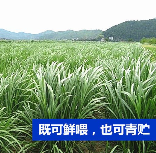 牧草四季种子多年生养殖高产耐旱杂交狼尾草耐收割牛羊鱼兔草再生,淘宝优惠券,粉丝福利购,淘宝优惠卷