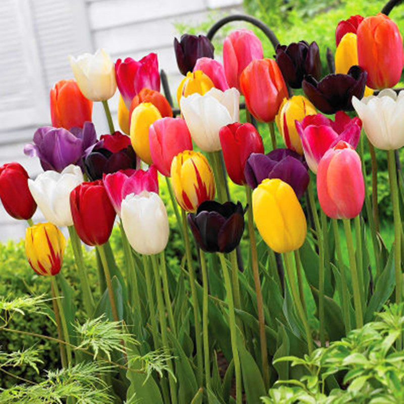 郁金香种球室内外花苗水土培花种子耐寒花卉带芽郁金香盆栽大种球,淘宝优惠券,粉丝福利购,淘宝优惠卷