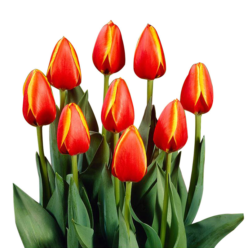 荷兰郁金香大种球室内外阳台盆栽好养花苗水养绿化花海植物花种子,淘宝优惠券,粉丝福利购,淘宝优惠卷