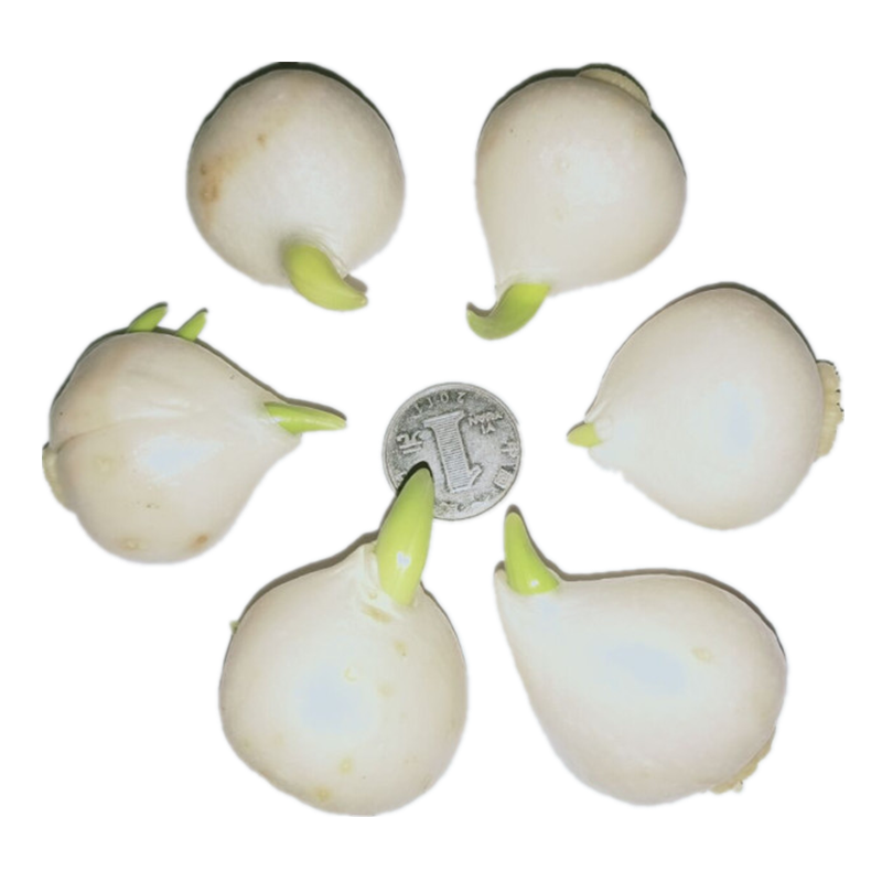 郁金香种球室内外花苗水土培花种子耐寒花卉带芽郁金香盆栽大种球,淘宝优惠券,粉丝福利购,淘宝优惠卷