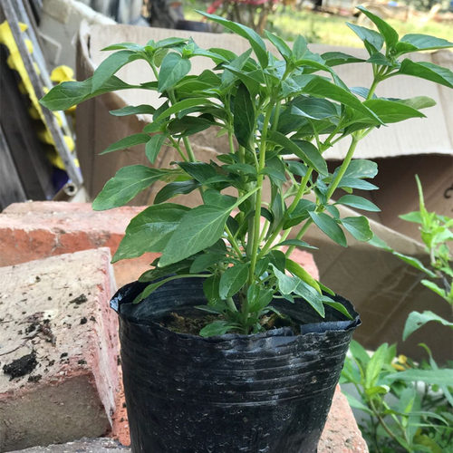 九层塔盆栽可食用罗勒金不换阳台香料植物迷迭香紫苏薄荷阳台绿植 - 图2