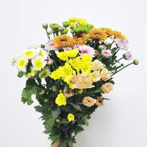 广州黄白菊鲜花小雏菊洋甘菊向日葵花束水养供佛云南直发同城速递