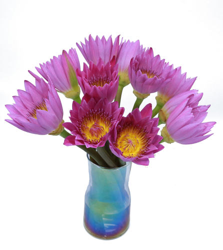 广州睡莲鲜花荷花百合剑兰花雏菊向日葵花束水养云南直发同城速递 - 图3