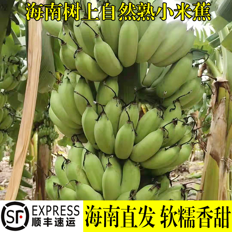 现摘海南小米蕉新鲜香蕉banana10斤整香芭蕉自然熟非苹果蕉皇帝蕉-图2