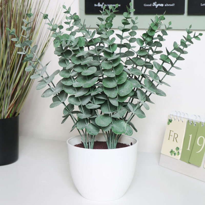 尤加利盆栽圆叶心形花苗客厅绿植 四季常青可做干花 闲趣小新旗舰店 淘优券