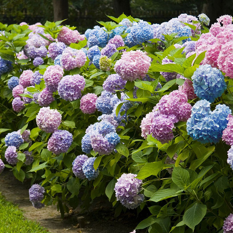 无尽夏盆栽老桩阳台庭院花园绣球花 花色颜色 丰富多彩 闲趣小新旗舰店 淘优券