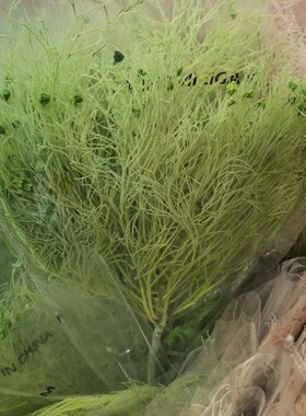 干花永生花梦幻草柔丝插花花艺DIY材料昆明直发