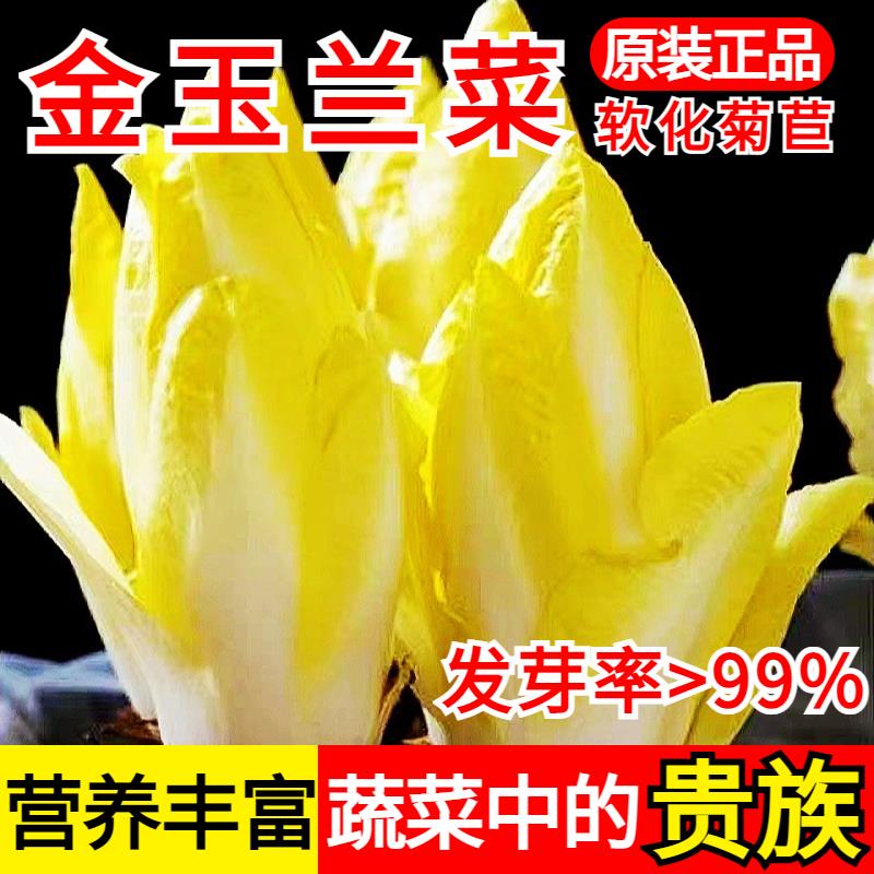 9.9元3包金玉兰菜种子四季多年生比利时软化紫菊苣生菜籽阳台盆栽 - 图0