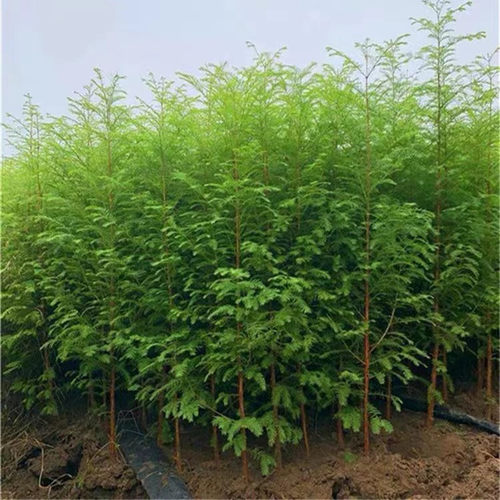 水杉苗水杉树苗云杉池杉小苗落羽杉中山杉树苗别墅庭院绿化景观树 - 图2