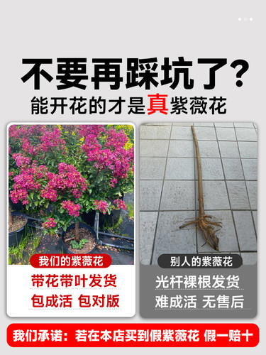 紫薇花树苗庭院老桩花卉盆栽植物室内外种植丛生花苗盆景别墅绿化 - 图0