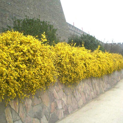 园林绿化苗攀缘花卉连翘花苗连翘苗金钟罩花黄老虎树苗庭院植物花 - 图1