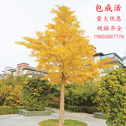 金叶银杏树苗白果活苗庭院别墅绿化苗木行道树银杏大树南北方种植 - 图0