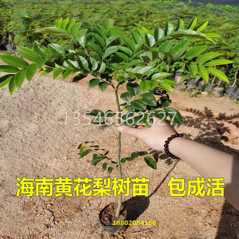 名贵苗木金丝楠木树苗正宗奇楠沉香苗小叶紫檀香海南黄花梨苗常绿-图2