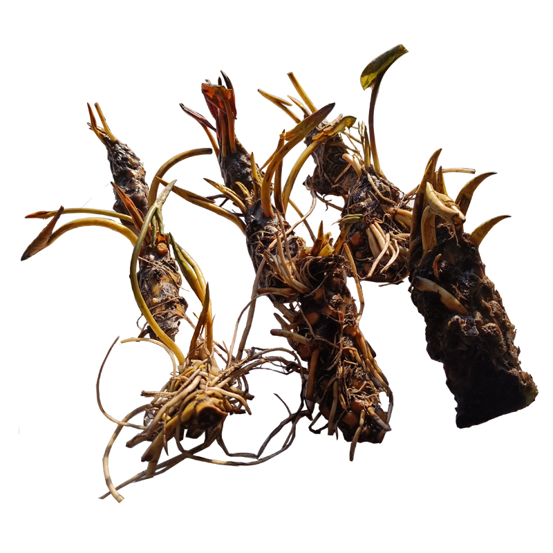 睡莲水培植物四季水养荷花水莲花盆栽花卉水池塘大睡莲根块带花苞