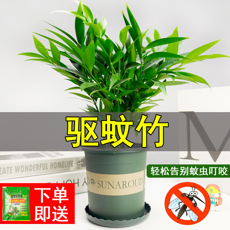竹柏驱蚊竹水培植物室内客厅水养绿植花卉盆栽水培驱蚊竹四季好养