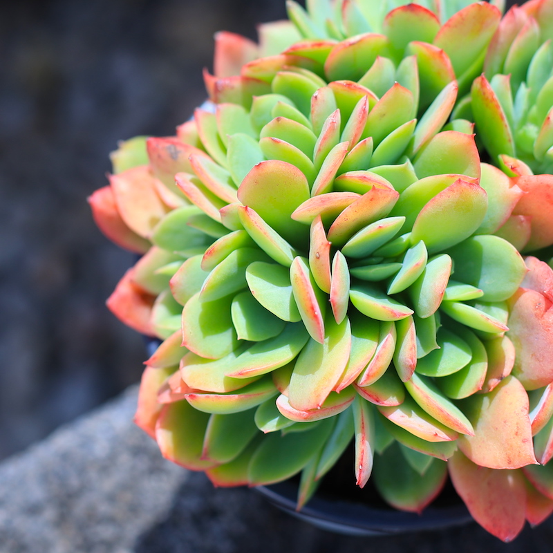 绮罗缀化多肉植物盆栽绿植花卉老桩组合含盆土种好栽好云南直发 - 图2