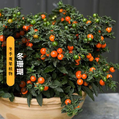 耐热耐寒多年生冬珊瑚 吉庆果红珊瑚豆 看樱桃 四季果 野海椒盆栽 - 图2