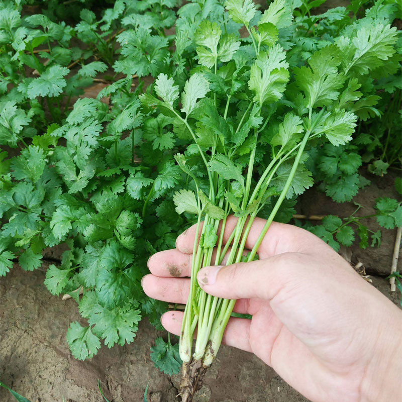 香菜籽种四季种孑大种植盆青菜种籽大全芫荽秋后菜种子阳台盆栽-图2