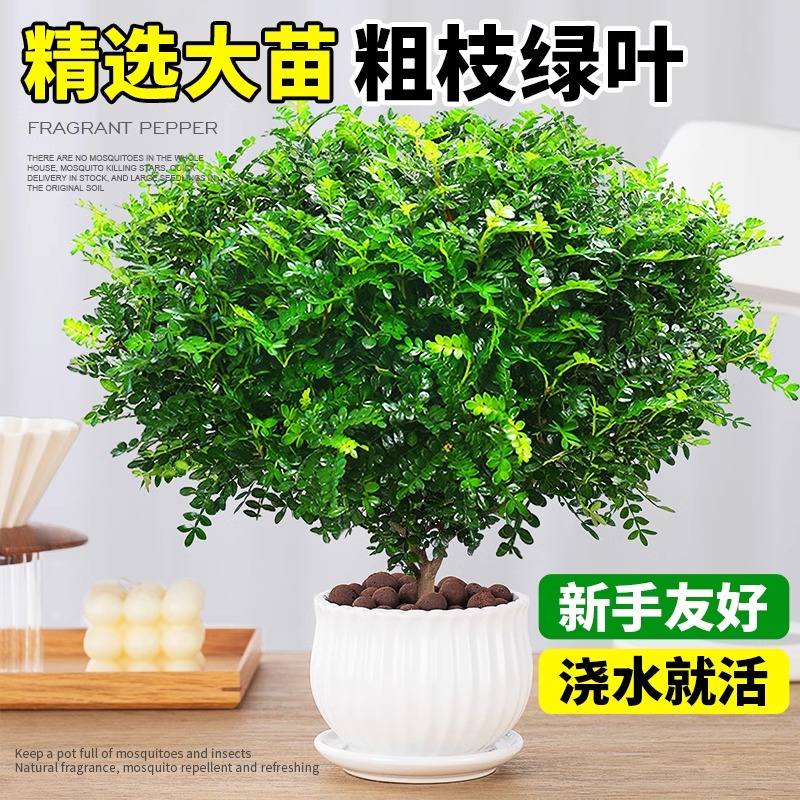 正宗清香木盆栽胡椒木老桩树苗盆景驱蚊植物室内绿植四季好养薄荷 - 图1