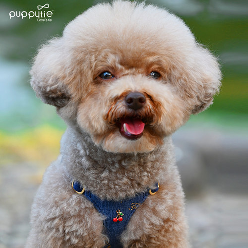 狗狗牵引绳背心式遛狗绳狗绳子调节小型犬胸背带泰迪可爱宠物用品 - 图2