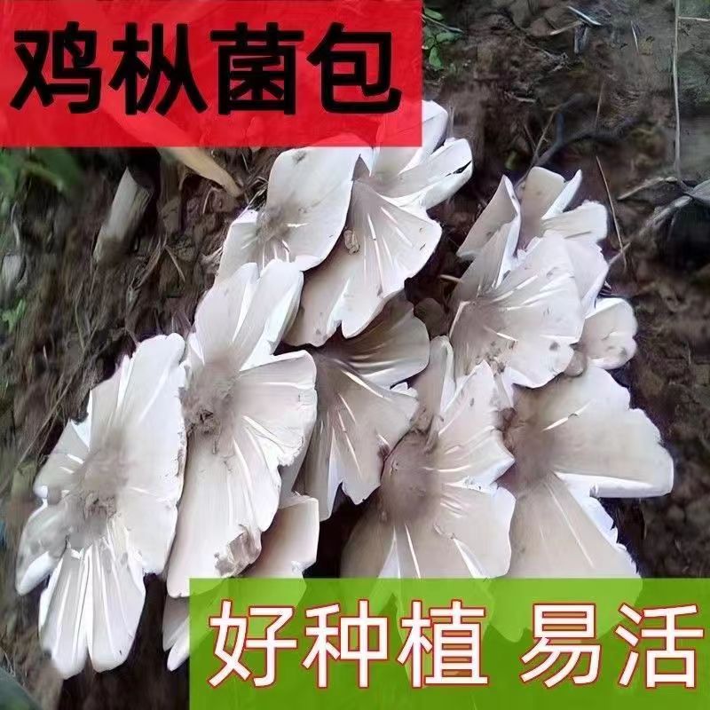 鸡枞菌种包云南野生人工种植包蘑菇菌种包室外庭院阳台菜园可种植-图0