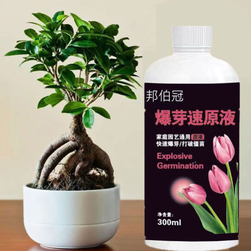 植物爆芽素优芽素通用型营养液多肉三角梅促芽催芽爆芽叶插叶面肥 - 图1