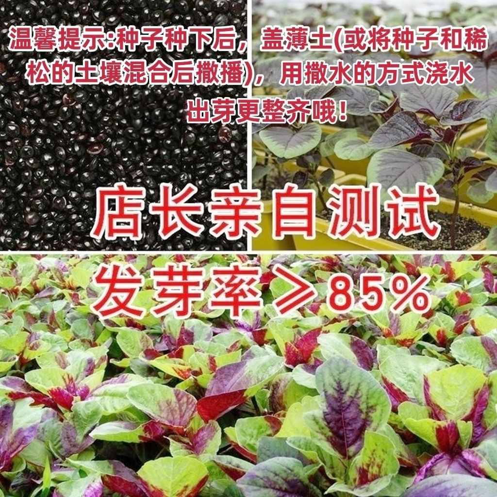 红苋菜种子圆叶速生蔬菜种子阳台盆栽菜地均可种超耐热肉厚味嫩滑 - 图2