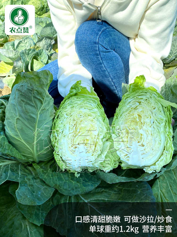 秋季牛心包菜菜种籽牛心甘蓝包菜种子卷心菜包菜菜种孑包心大白菜-图1